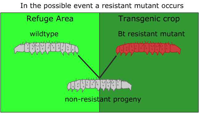 resistant mutant