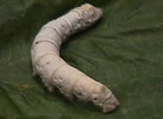 silkworm