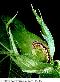 Cotton Bollworm