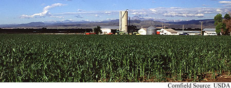 Cornfield