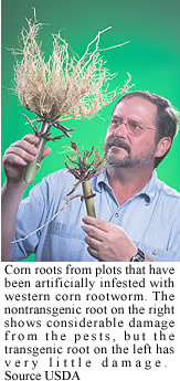 Corn rootworm