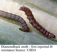 diamondback moth