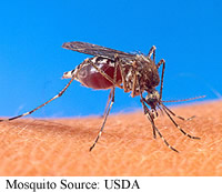 Mosquito