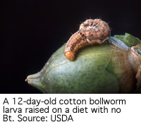 Control cotton bollworm