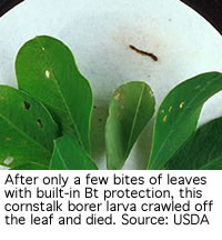 Cornstalk borer