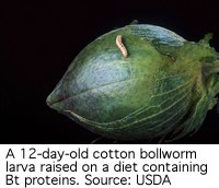 Cotton bollworm